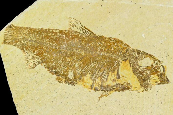 Bargain, Fossil Fish (Knightia) - Wyoming #120440